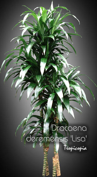 Dracaena - Dracaena deremensis Lisa - Dracaena Lisa - Lisa Dracaena